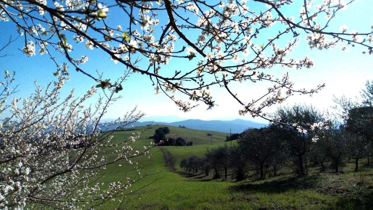 La Pecora Verde San Gimignano Buitenkant foto